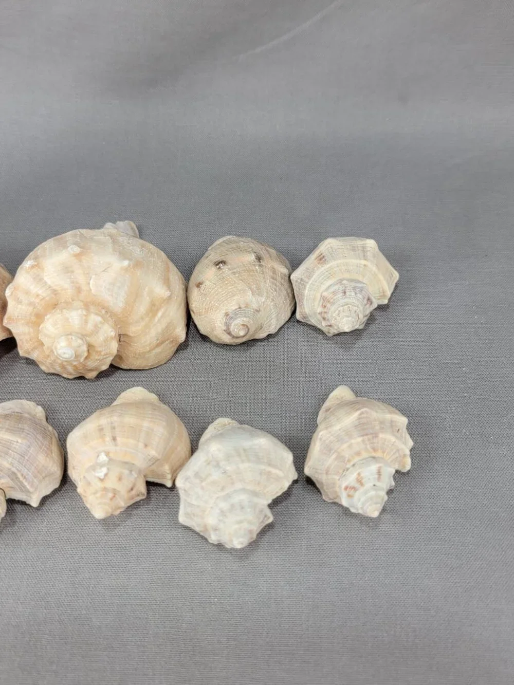 Whelk Conch Shell Seashell Mixed Lot of 9 Nautical Beach Ocean Decor Crafts
